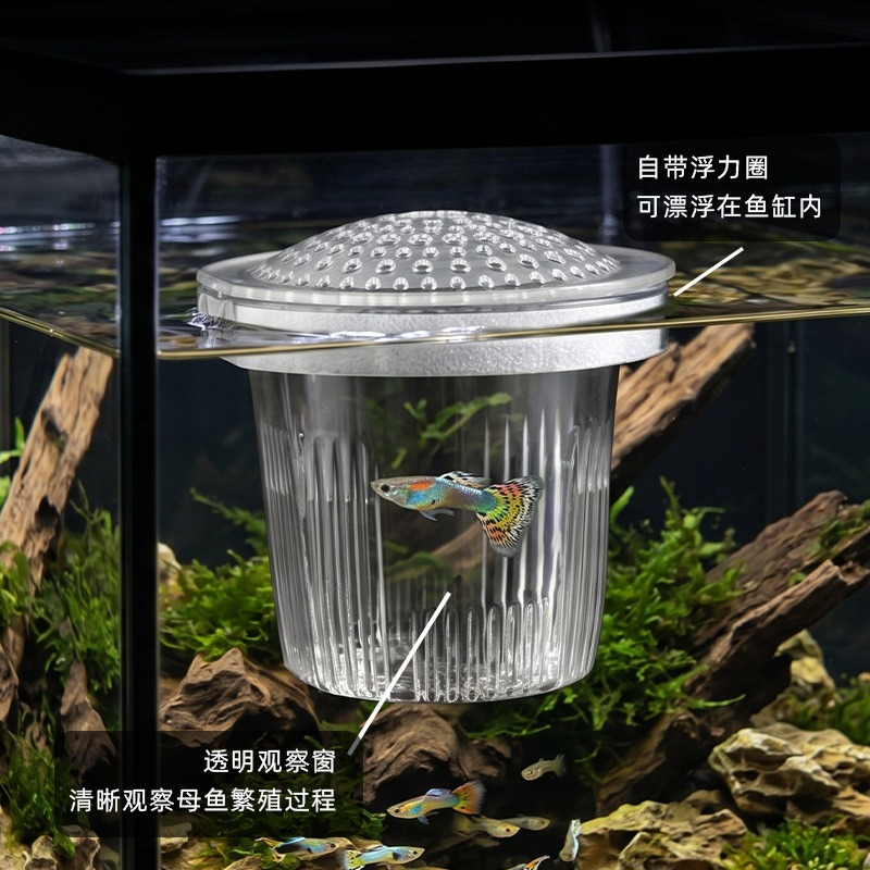 Balık Yavrusu Küçük Guppy Yeti - Aquarium Fish Delivery incelemesi ve fiyatı