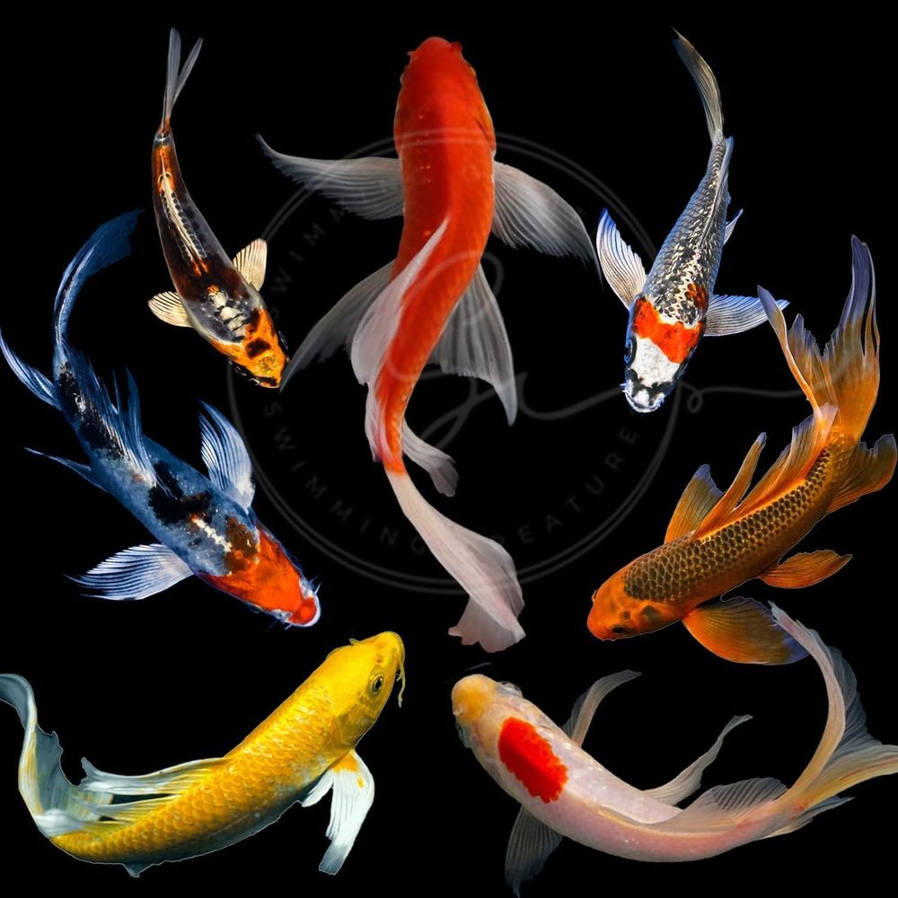 Çeşitli Renklerde Canlı Koi Ba - Aquarium Fish In Pond incelemesi ve fiyatı