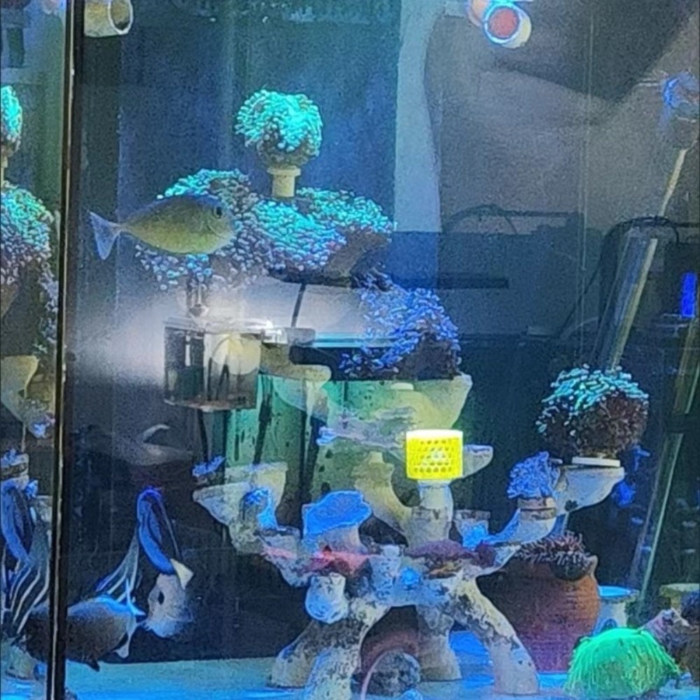 Yeni 3D Baskı Mercan Üreme Kut - Aquarium Fish Reproduction incelemesi ve fiyatı
