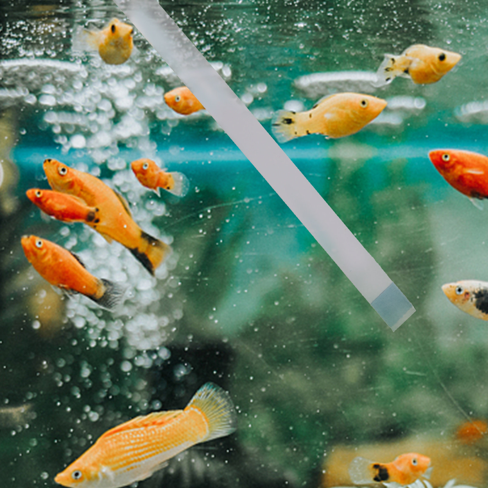 Yüzme Havuzu Test Şeritleri, J - Aquarium Fish In Pond incelemesi ve fiyatı